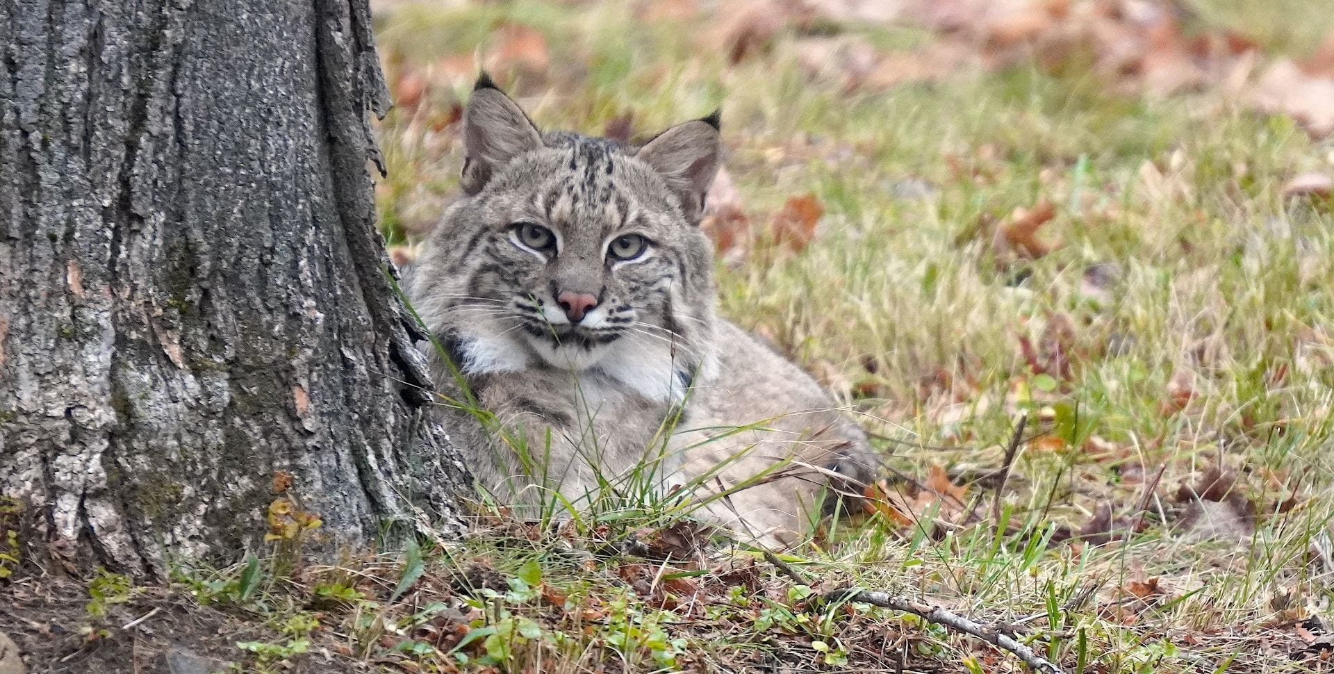 bobcat rests next to a tree, looking at the viewer